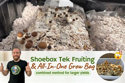 All In One Mushroom Grow Bag Fruiting Shoebox Tek