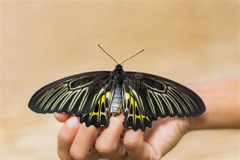 Borboleta Dourada Do Aeacus De Birdwing Troides Imagem De Stock