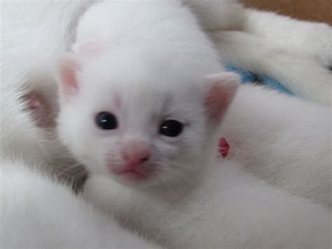 Who me? Pretty Cats, Beautiful Cats, Animals Beautiful, Animals And