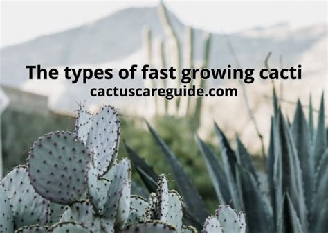 The Types Of Fast Growing Cacti Best Detailed Guide And Faqs