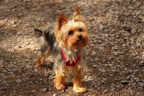 How Do Yorkies Show Affection 15 Ways Yorkies Are Affectionate