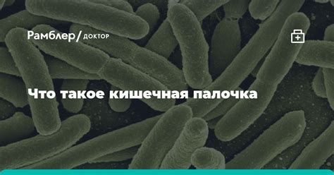 Что такое кишечная палочка. Объясняем простыми словами - Рамблер/здоровье