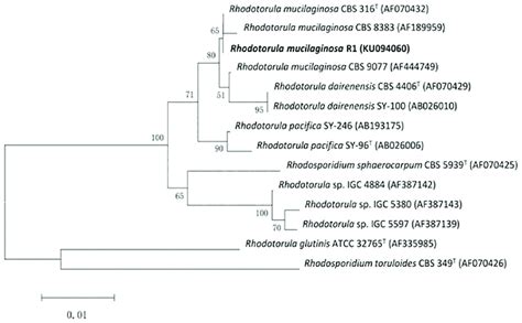 Phylogenetic Tree Bootstrap Values Expressed As Percentages Of 1000 Download Scientific