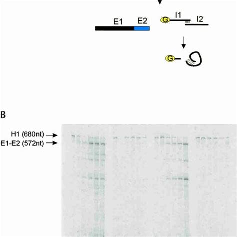 Purification of ribosomal proteins | Download Table 