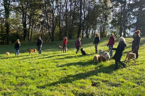 L éducation canine collective avec Charlotte Riol éducateur canin à Lyon