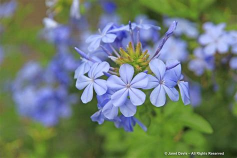 47-Plumbago auriculata-Cape leadwort | Janet Davis Explores Colour