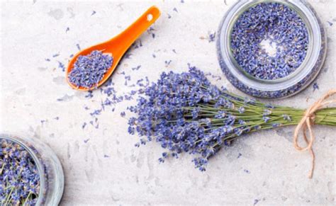 Lavanda Benef Cios Como Usar E Dicas Para Cultiv La Em Casa