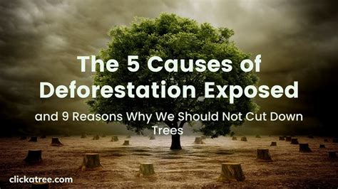 The 5 Causes of Deforestation Exposed | Click A Tree