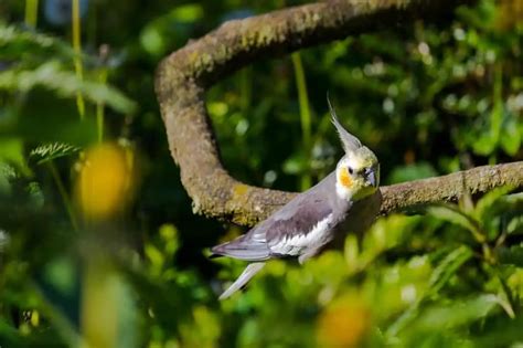 Bird Names for Cockatiels: Over 50 Ideas for Your New Pet - Dr Cockatiel