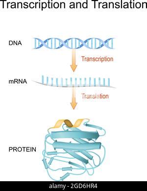 Dna Replikation Proteinsynthese Transkription Und Bersetzung