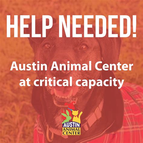 Austin Animal Center reaches critical capacity ahead of New Year's Eve ...