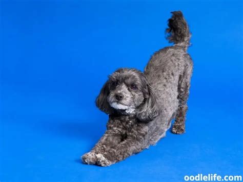 Poodle Terrier Mix Breed Guide With Photos Oodlelife®