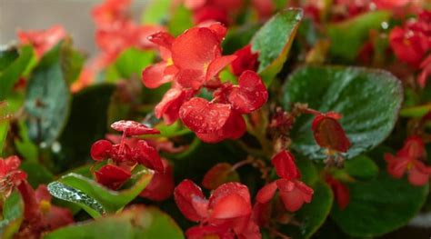 Cómo plantar cultivar y cuidar begonias