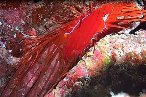 Ctenoides Ales Electric Flame Scallop Or Disco Clam The Three P