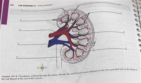 Anatomy And Physiology Archive April 10 2018 Chegg