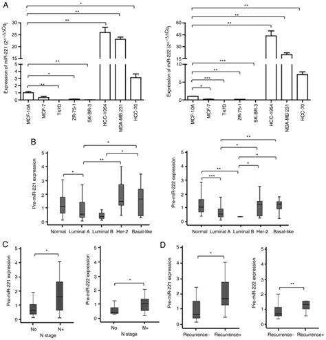 MiR221 And MiR222 Regulate Cell Cycle Progression And Affect