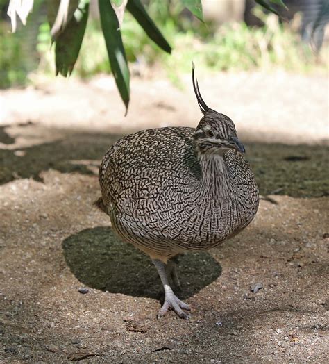 Pictures And Information On Elegant Crested Tinamou