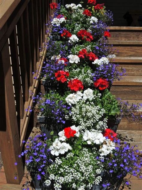 Best tips for how to care geraniums in winter to stay beautiful | My ...