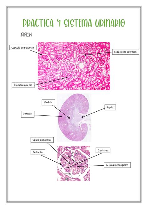 Practica Histo Ri On Glom Rulo Renal Espacio De Bowman Capsula De