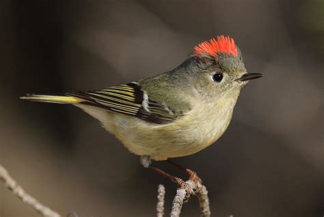 Ruby Crowned Kinglet Male At Cardinal Marsh IA 2K3A8562 Flickr