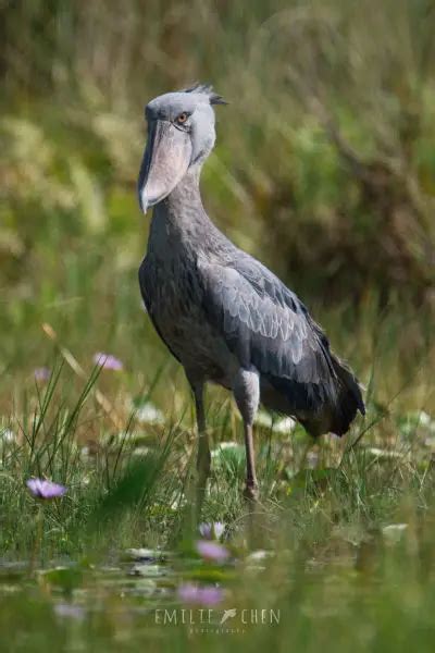 Shoebill - Facts, Diet, Habitat & Pictures on Animalia.bio