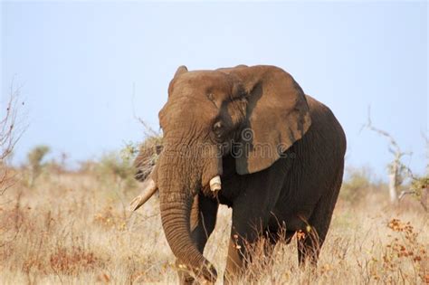 Old African Elephant Bull Stock Image Image Of Pachyderm 6674113