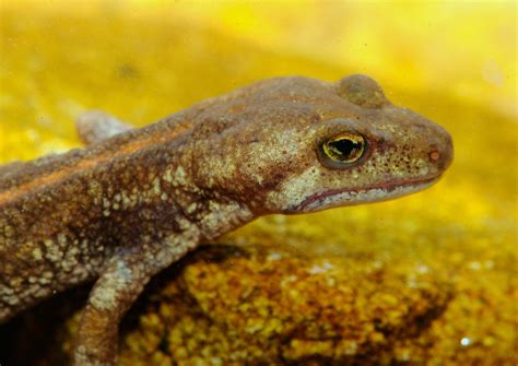 Euprocte De Corse Corsican Mountain Newt Euproctus Mont Flickr