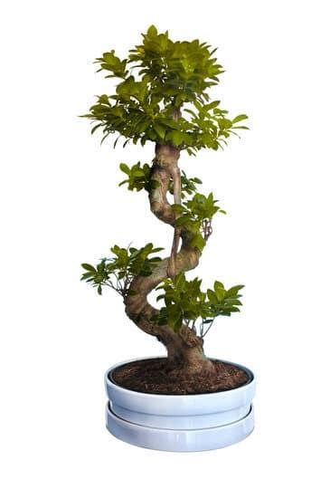 Come Trattare Un Bonsai Ginseng Mondo Bonsai