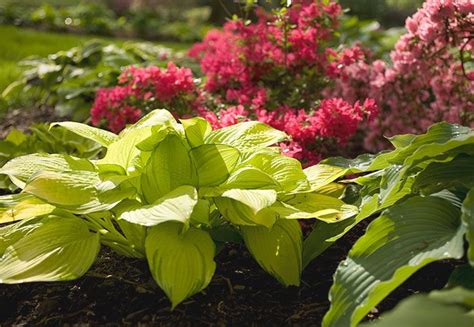 17 Best images about Hosta Garden on Pinterest | Shade garden, Bird ...