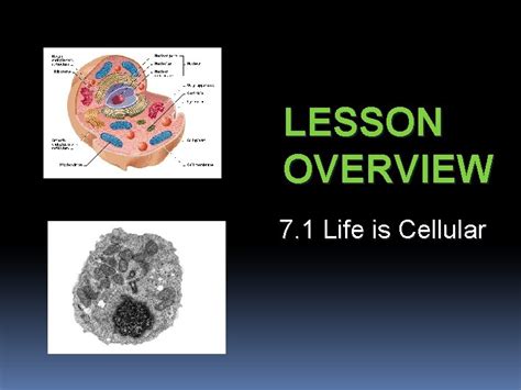 Lesson Overview 7 1 Life Is Cellular Think