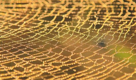 The Wonderfully Diverse World Of Spider Silk