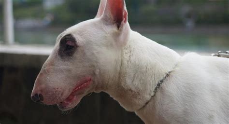 Conoce Los Problemas De Salud M S Comunes En Bull Terrier