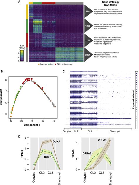 Single Cell Multi Omic Analysis Profiles Defective Genome Activation