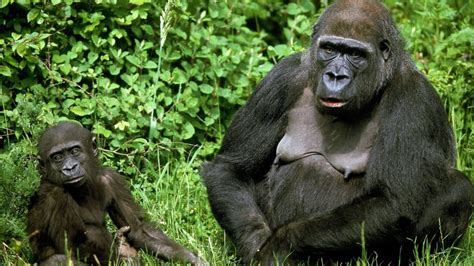 10 Facts about The Eastern Lowland Gorilla