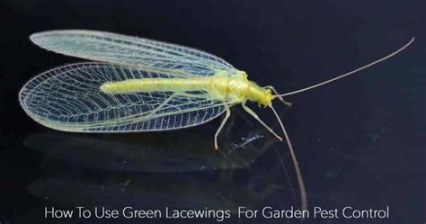 Lace Wings: How To Use Green Lacewing For Garden Pest Control