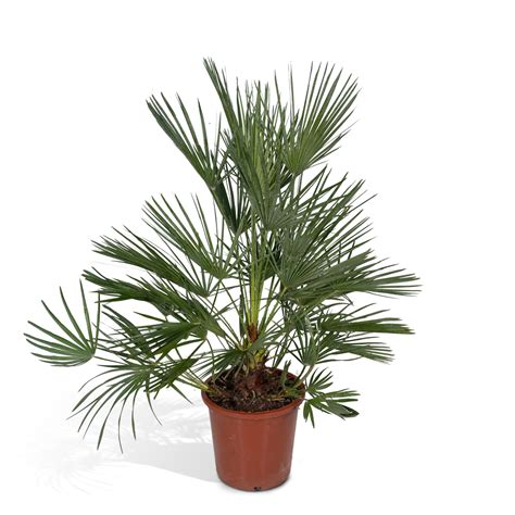 Chamaerops Humilis 100 Cm 27 Kopen Plantcentraal Nl