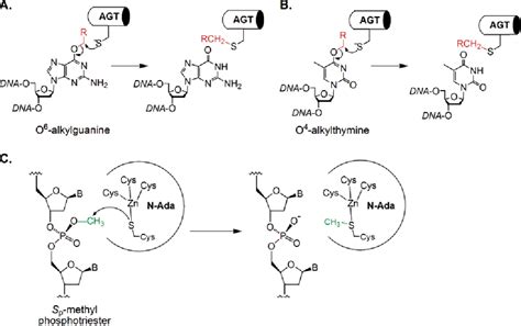 DNA Alkylation | Semantic Scholar