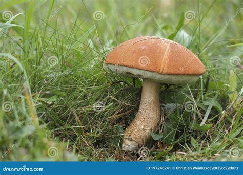 El Orange Cap Boletus Leccinum Aurantiacum Es Un Hongo Comestible