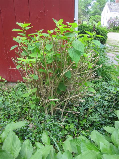 Jarvis House: What Happened to My Hydrangeas?