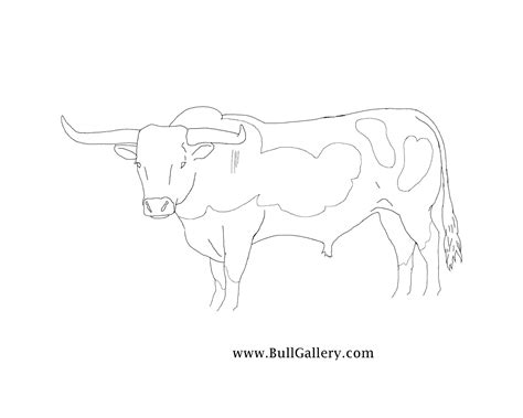 Bull Pictures To Color Free Bull Gallery