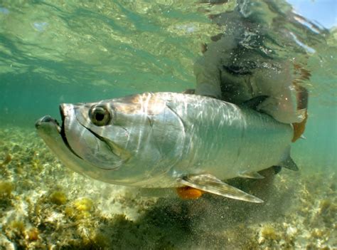 Tarpon Talk! - Fly Fisherman