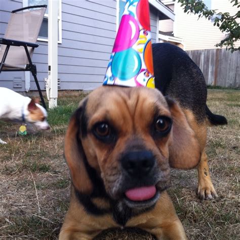 Happy Birthday Puggle Pugs Birthday