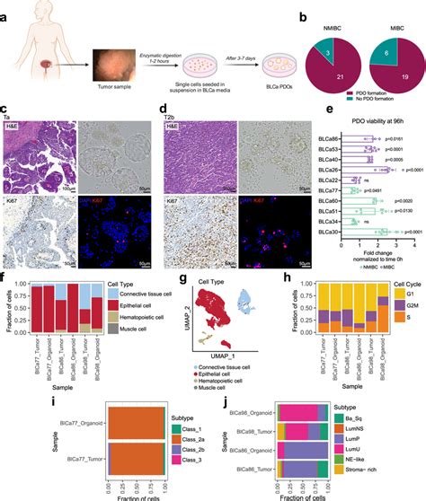 Isolation And Culture Of Patient Derived Organoids Pdos From