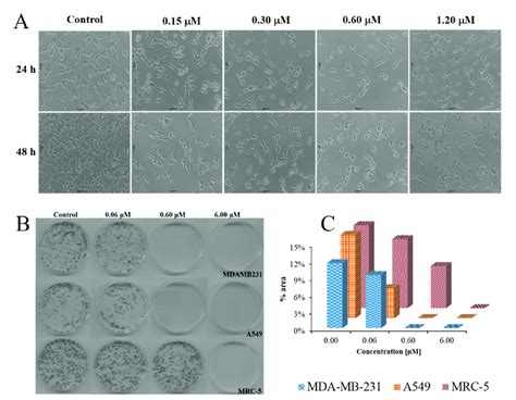 A Cellular Morphology Of Mda Mb Treated With Complex B