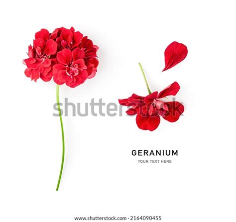 58,909 Geranium Colors Images, Stock Photos & Vectors | Shutterstock