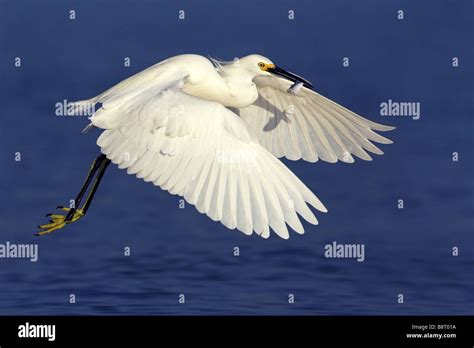 Snowy Egret Egretta Thula Flying With Caught Fish In Bill Over Water