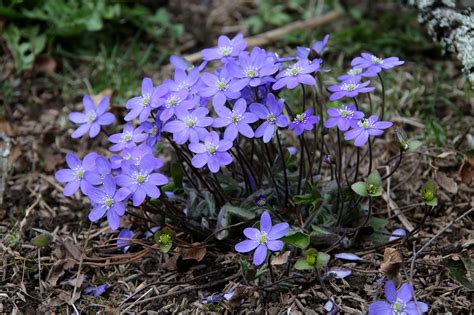 Hepatica Spring Nature Free Photo On Pixabay Pixabay