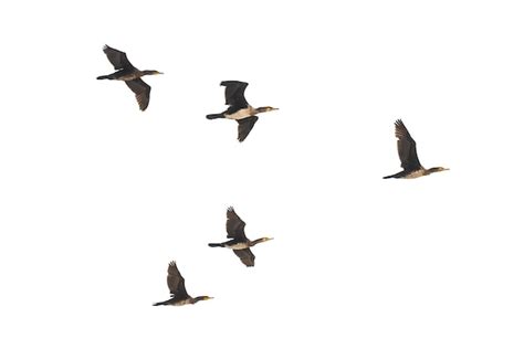 Bandada De Patos Salvajes En Vuelo Aislado Sobre Fondo Blanco Foto