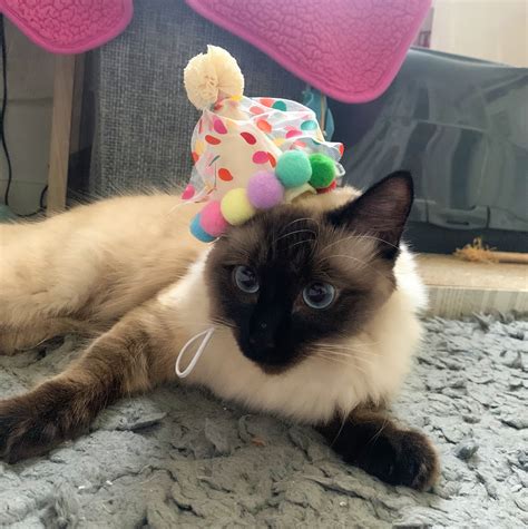 Grumpy Cat Happy Birthday I Guess