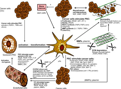 Stellatum Current Consensus And Discussion On Pancreatic Stellate Cell Research Gut